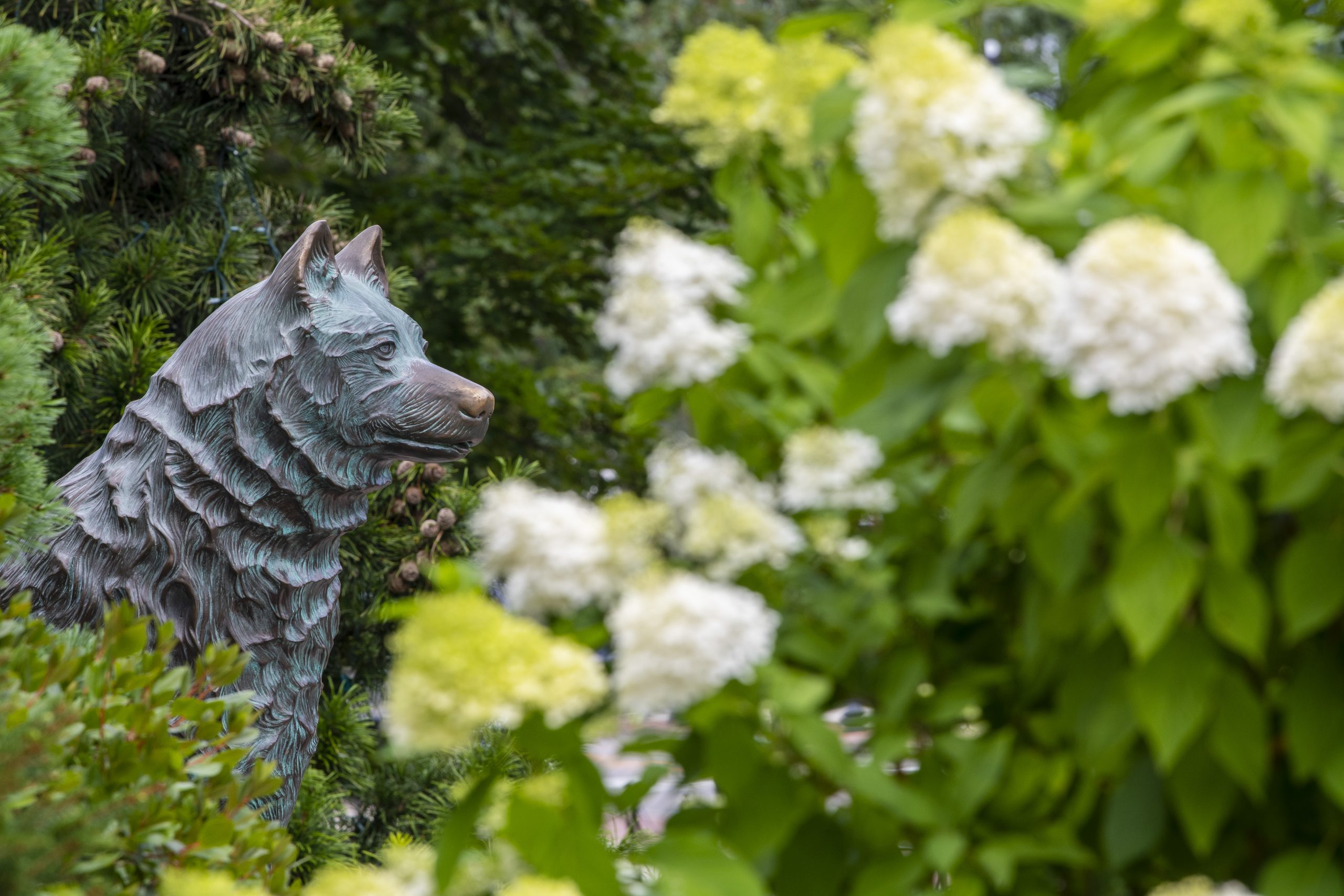 Jonathan Husky statue looking at flowers