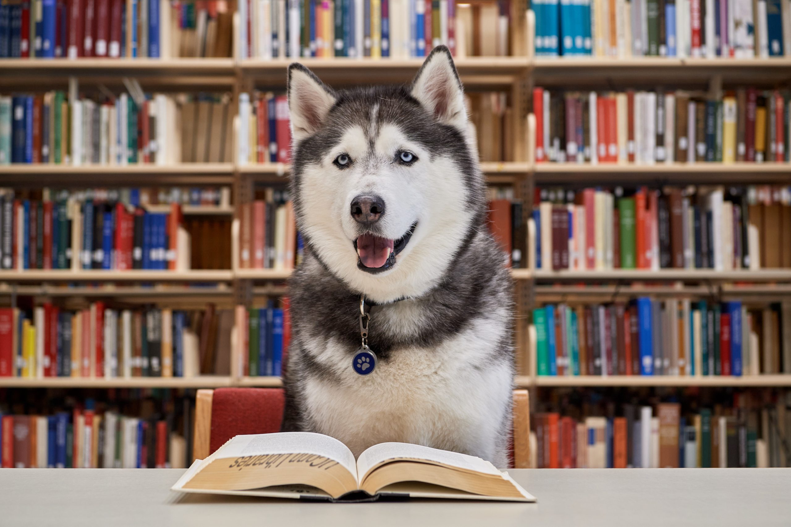 Jonathan XIV reading a library book