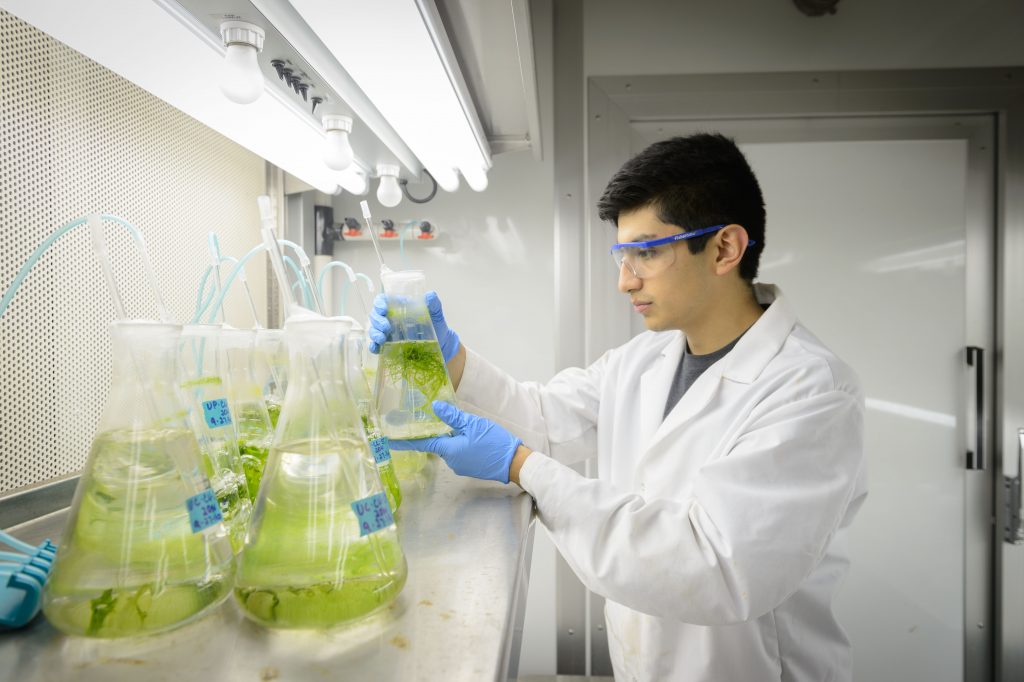 A student looks at kelp in a growth chamber at the Yarish lab at the Stamford campus on Oct. 19, 2016. (Peter Morenus/UConn Photo)