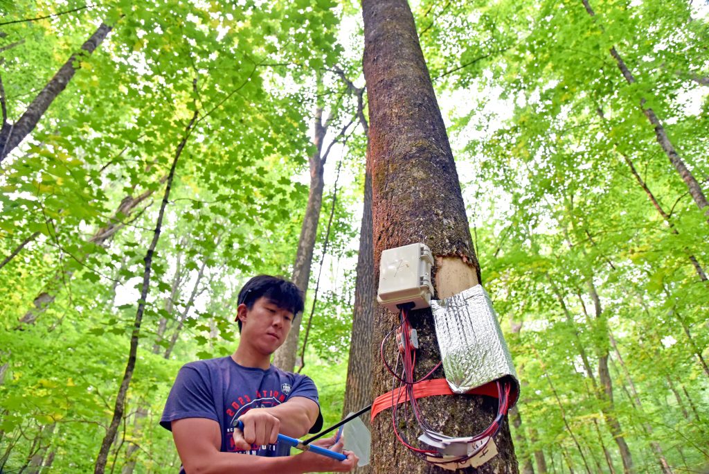 student collects core samples and other data in the UConn Forest 